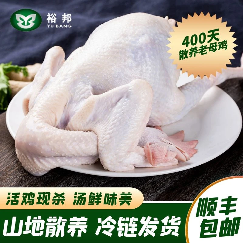 裕邦农场 山地散养老母鸡 1200克农家走地鸡