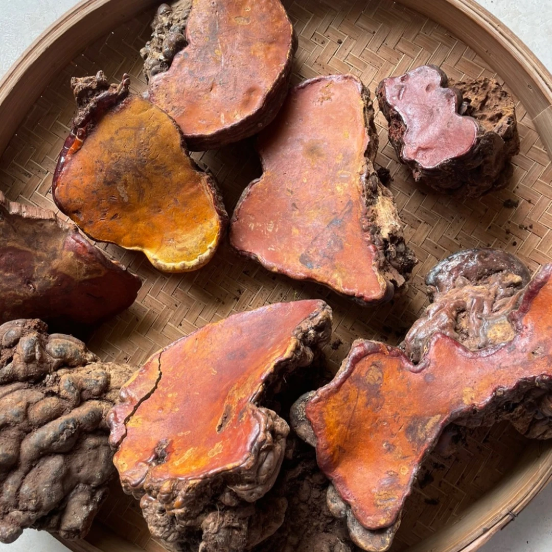 西藏野生红豆灵芝 青冈树灵芝青冈桑黄参灵芝