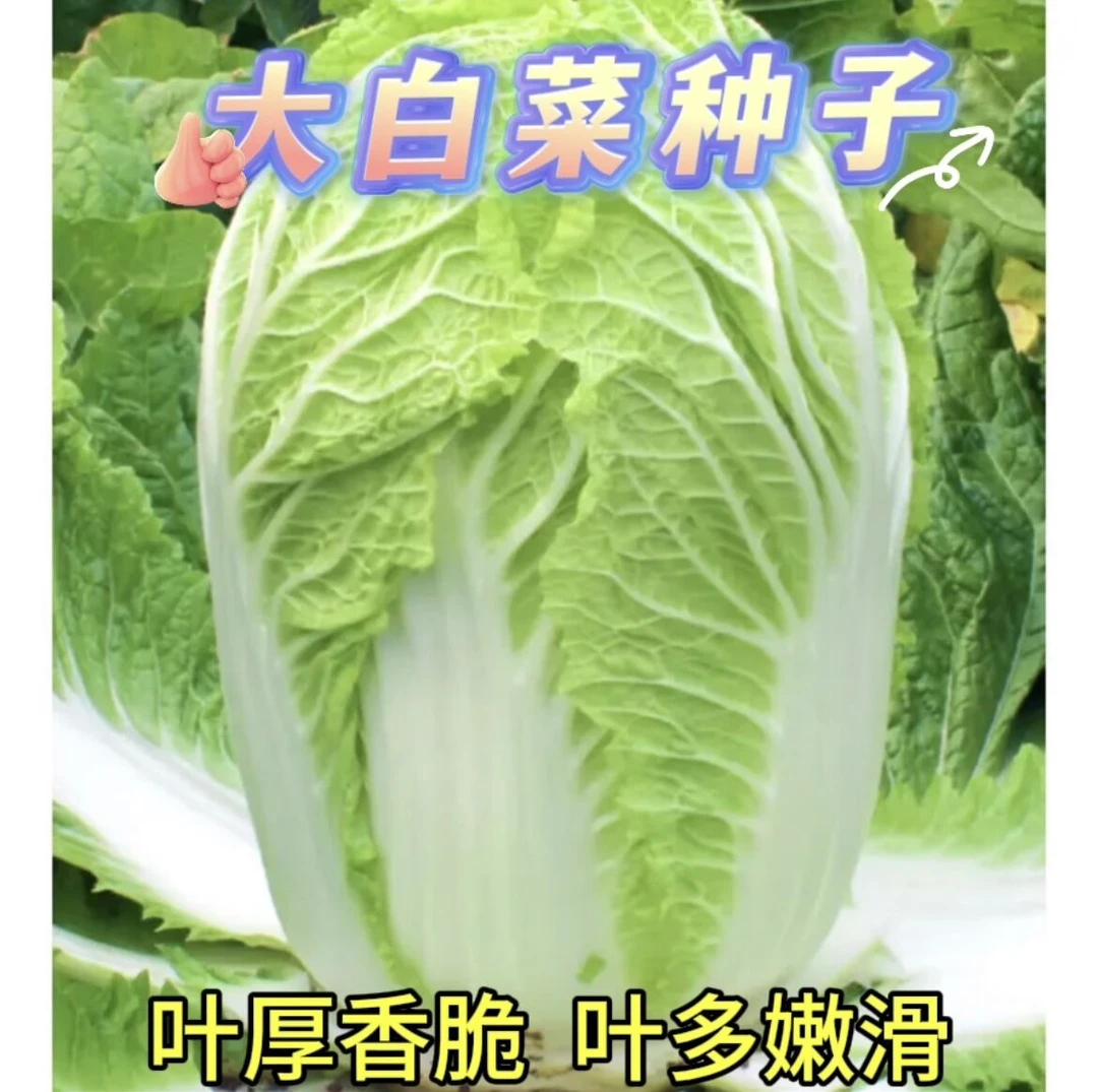 （全场满5元包邮）颗颗十八斤大白菜种子早熟高产耐寒抗病口感好