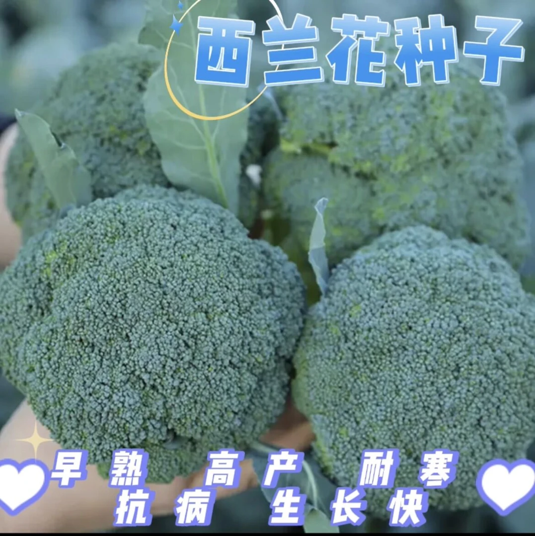 (全场满5元包邮)西兰花种籽西兰花种子苗曼陀绿青花籽子蔬菜种子