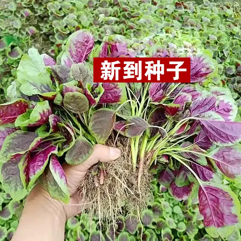红苋菜籽苋菜种籽蔬菜辣椒种子四季阳台农家家庭圆叶蔬菜种子种植