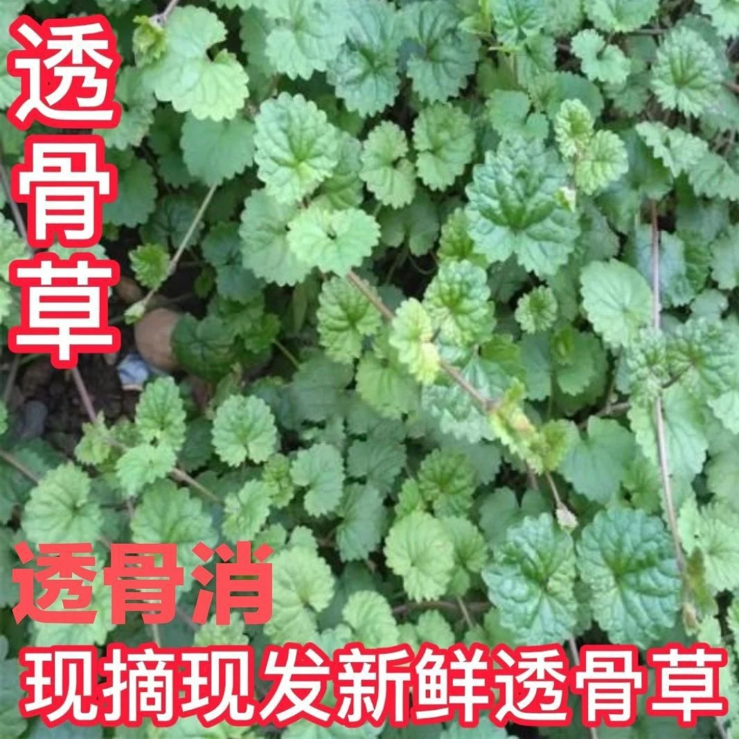 浙江深山天然新鲜透骨消金钱薄荷新货干品驳骨中草药接骨消连前草
