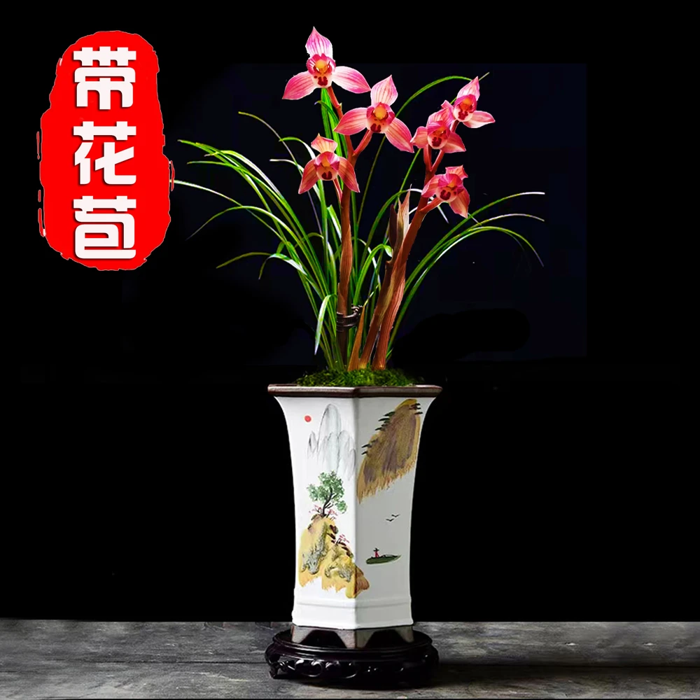 春剑铭品【带花苞】浓香兰花典荷高档精品兰花室内绿植盆栽花卉