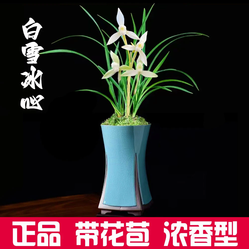 兰花【带花苞】浓香春兰白雪冰心细叶素雅室内四季兰盆栽花卉好养