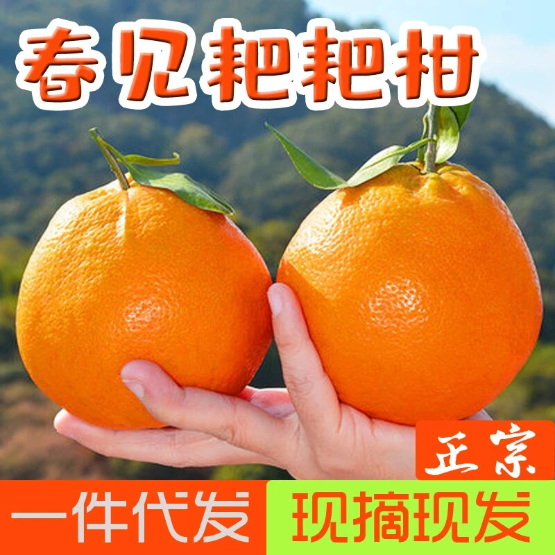 正宗四川春见耙耙柑现摘应季新鲜水果桔子柑橘丑橘子丑橘包邮