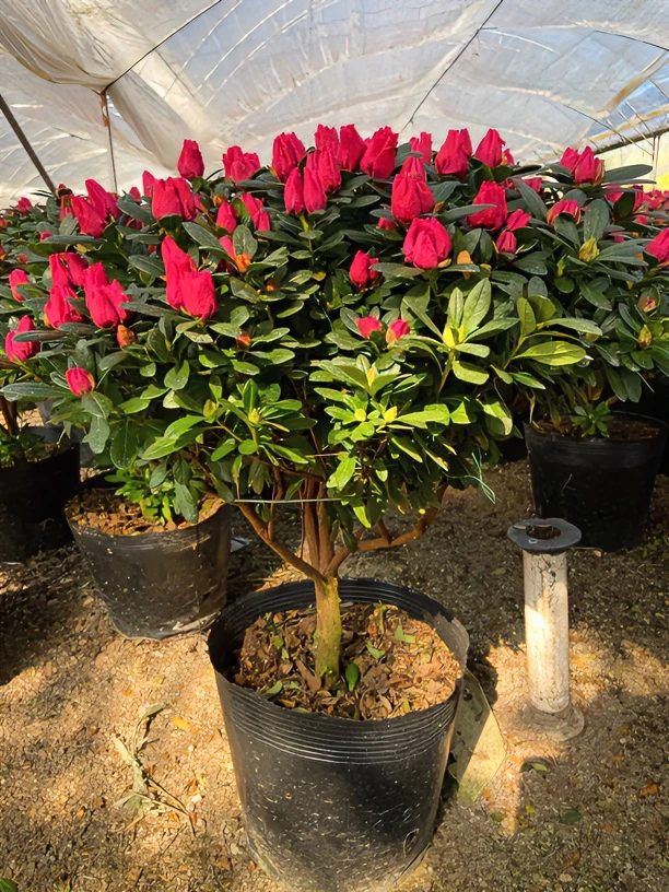 精品杜鹃花年宵花盆栽重瓣花卉绿植室内客厅阳台鲜花带花苞好养活