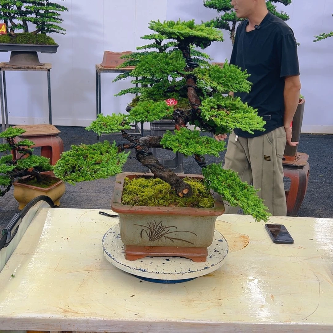 罗汉松盆景罗汉松盆景