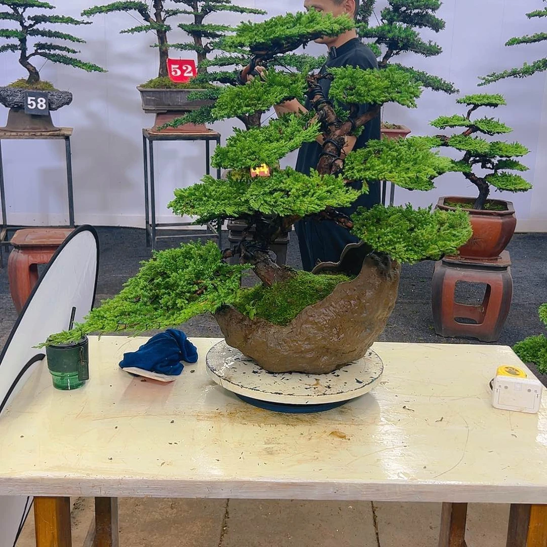 罗汉果罗汉松盆景