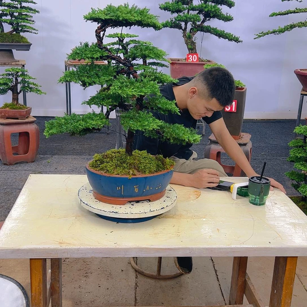 罗汉松盆景罗汉松盆景