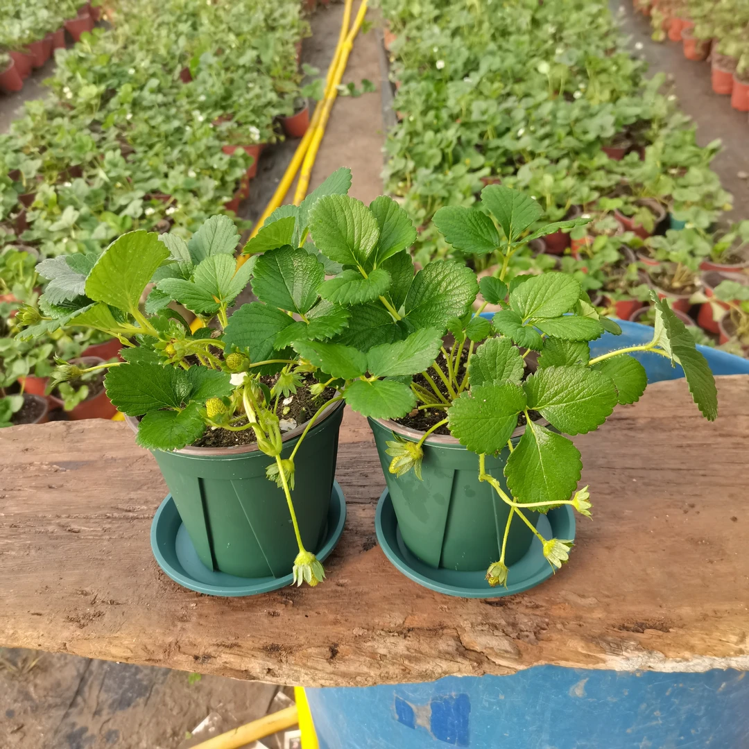 草莓开花草莓苗盆栽原盆原土根系发达种植实物生长阳台盆栽草莓苗