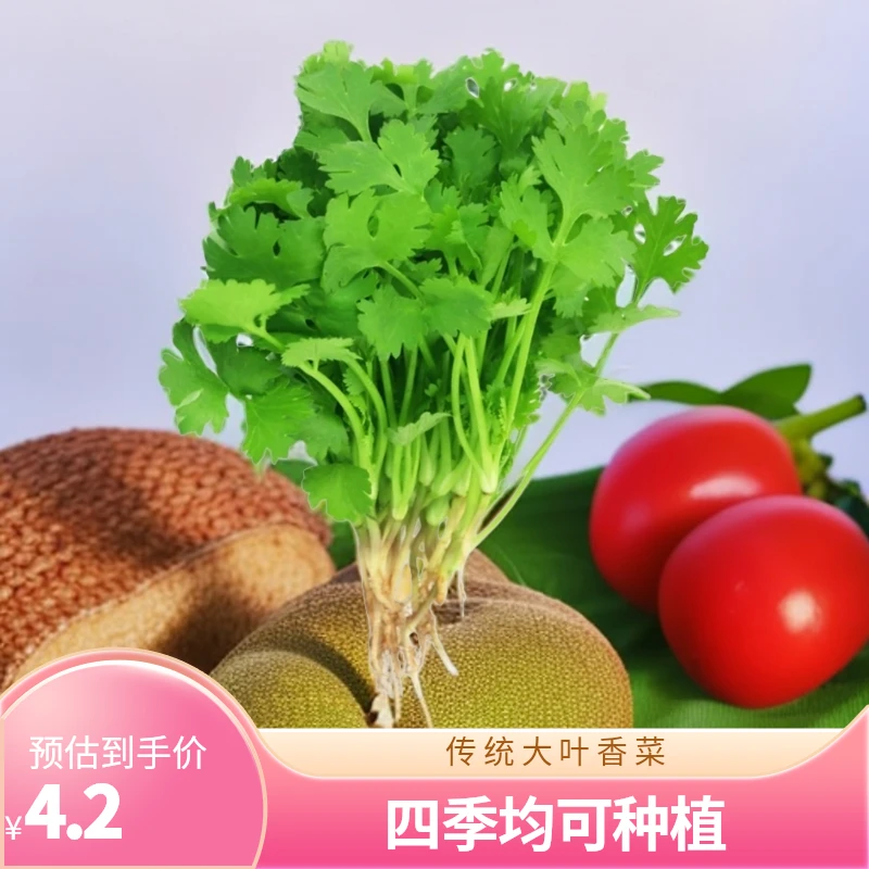大叶香菜种子耐热耐抽薹芫荽种籽春秋四季农家蔬菜种籽盆栽学种菜