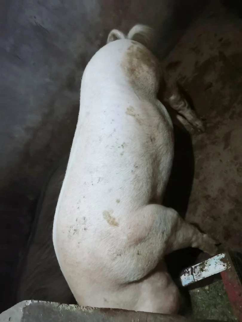 直播间(改价一号)恩施土猪肉现宰现卖食用农产品中通快运包邮