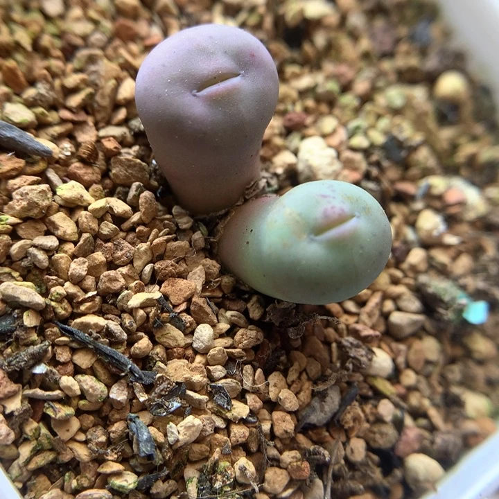 粉脸脸奶油嘴 肉锥植物