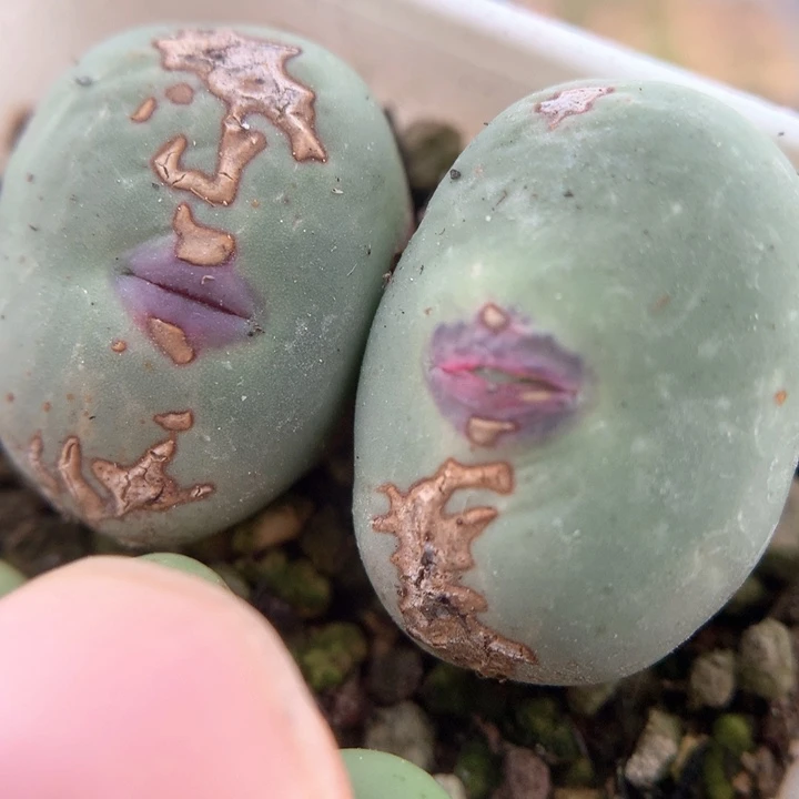 大型427 肉锥植物