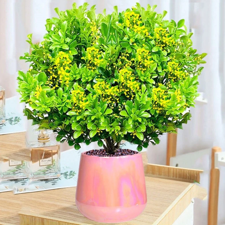 香水米兰盆栽带花苞四季开花浓香阳台客厅花卉植物
