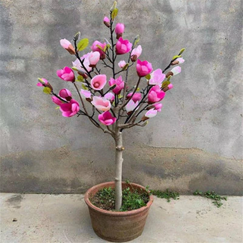 名贵花卉 玉兰花苗盆栽 带花苞 耐寒 阳台庭院花园花卉植物