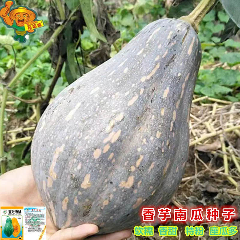 香芋南瓜种子芋头味香芋型南瓜粉甜糯香庭院阳台农田蔬菜种子籽