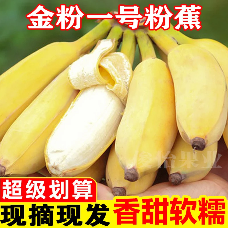 正宗金粉一号粉蕉广西产地发5斤9斤当季新鲜水果香蕉直播卖货俊怡