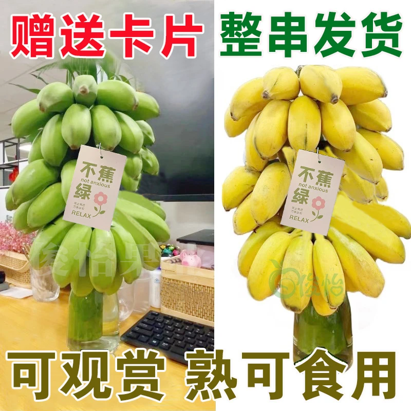 俊怡桌面水培香蕉禁止蕉绿办公室绿植新鲜小米蕉带杆采摘整条食用