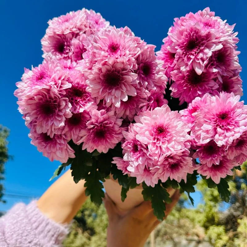 梦幻粉水晶 荷兰多季节开花 耐热花货量大 新手易养护盆栽