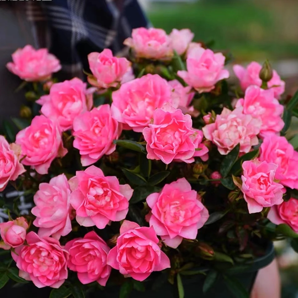 天荷繁星月季盆栽花苗花量超大四季开新手好养护