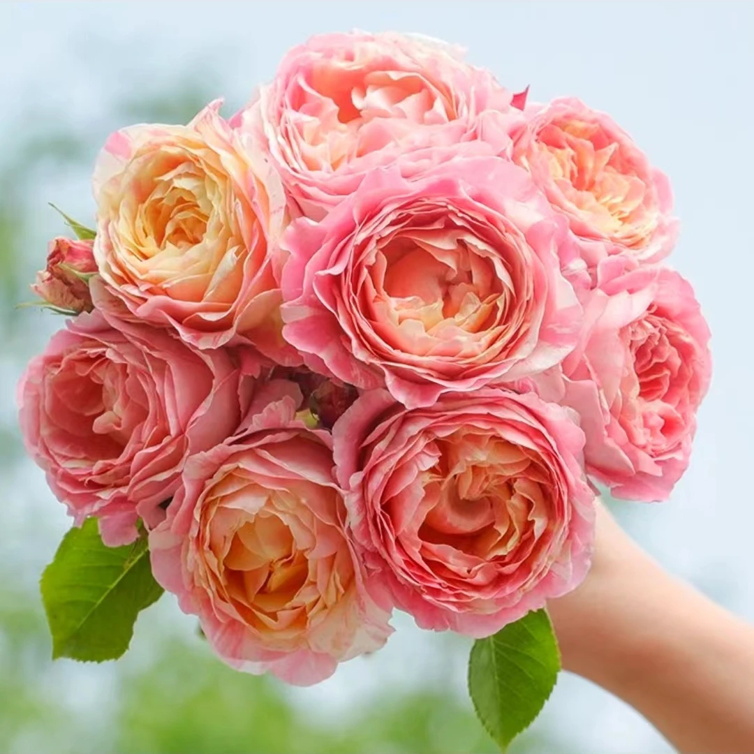 屋檐的花园 莫奈月季盆栽花苗耐热耐寒多年生