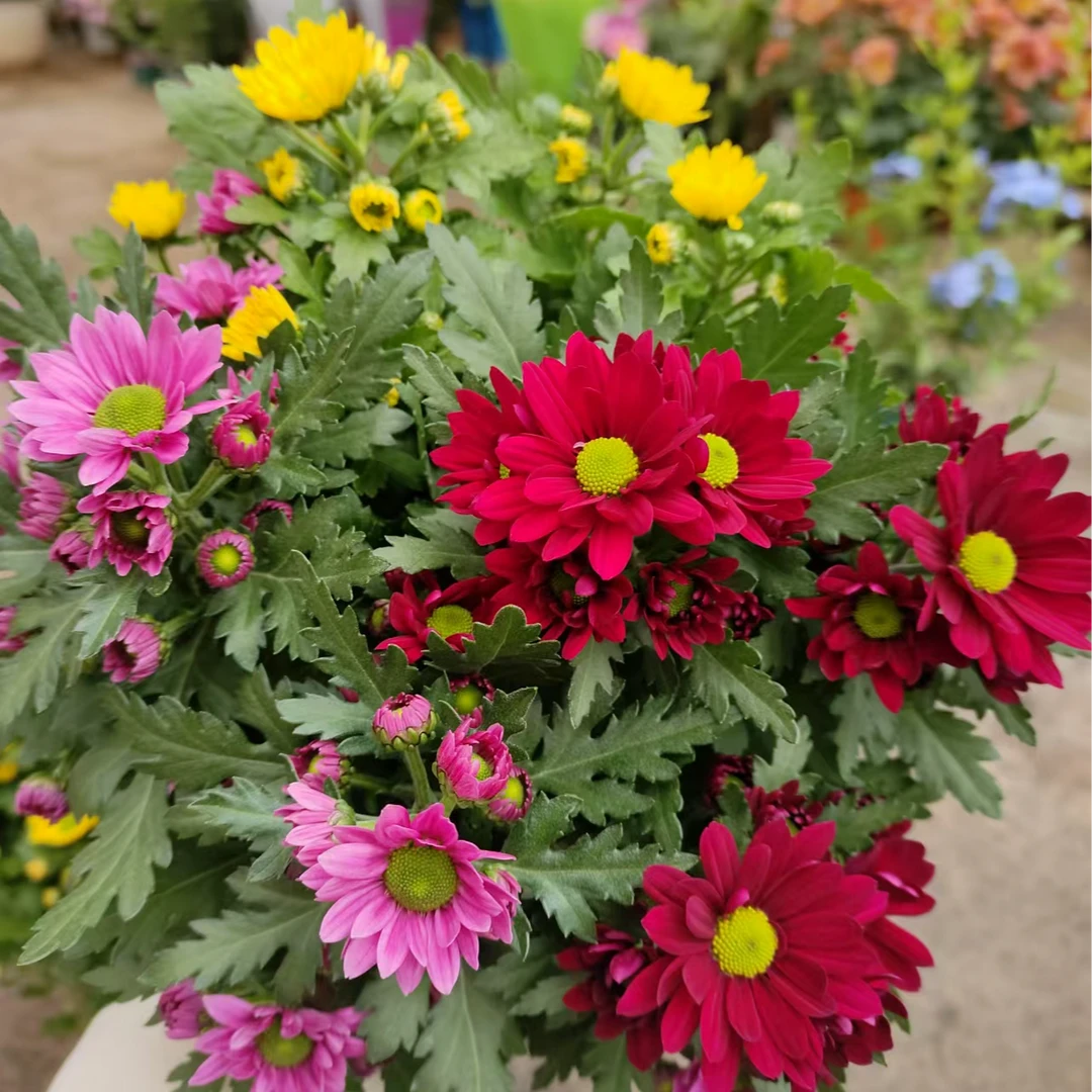 三色小菊 新手易养护 易复花 阳台庭院耐热耐寒花期长花量大