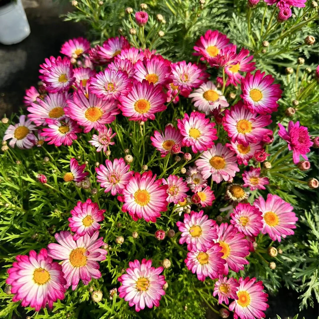 玛格丽特盆栽花苗阳台庭院爆花机器