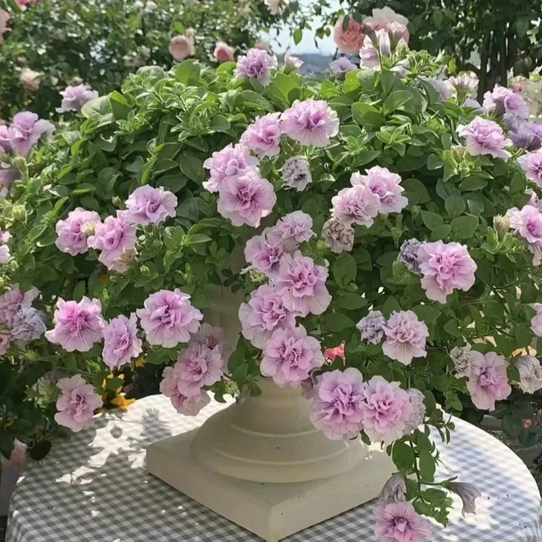 多链接网红植物矮牵牛大苗花量大新手易养护带花苞发货