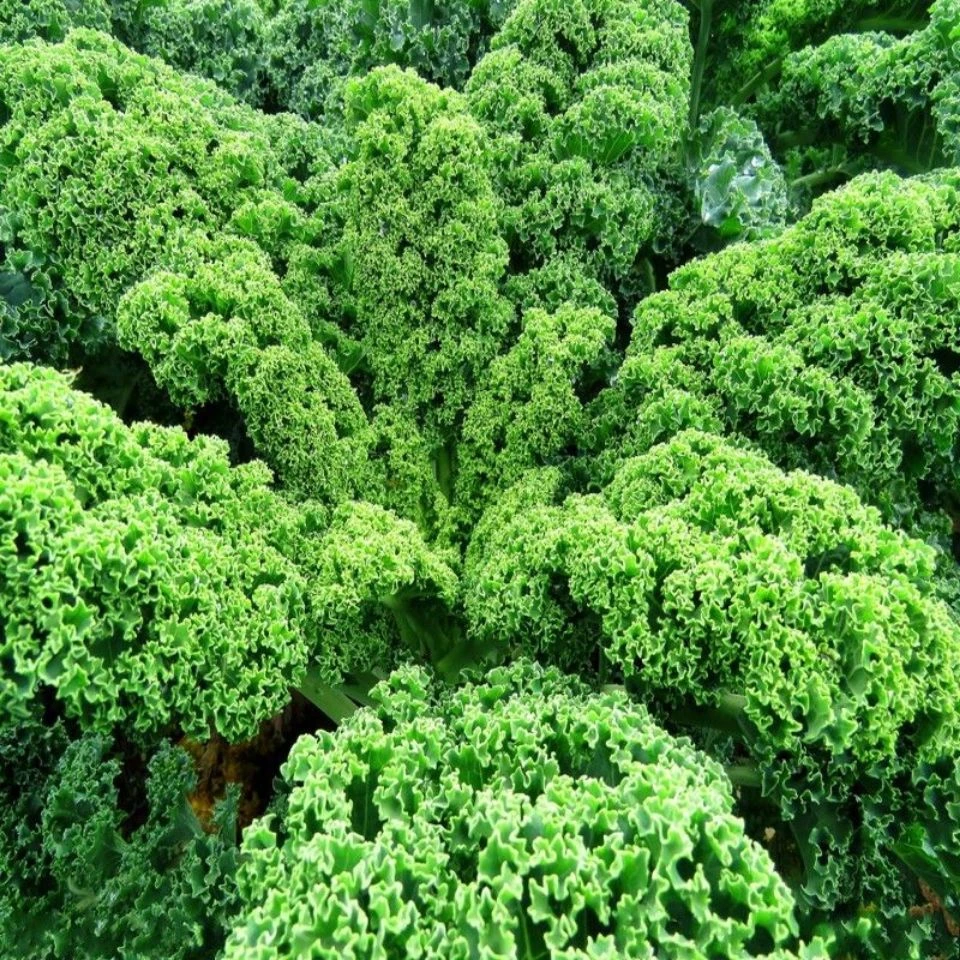 羽衣甘蓝蔬菜种子食用甘蓝蔬菜孑种籽阳台四季盆栽雨衣春季叶秋季