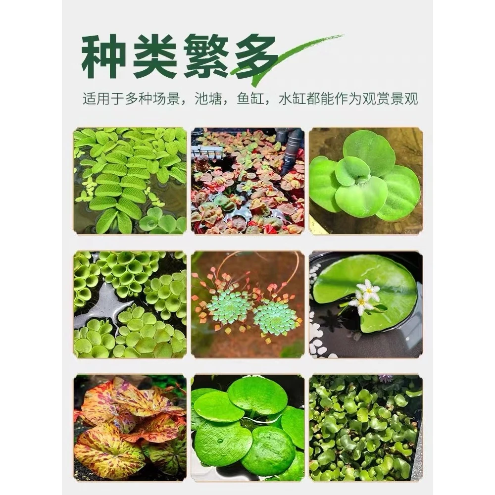 古法养鱼水懒人净化水质植物造景套餐绿九冠绿菊浮萍生态原生缸