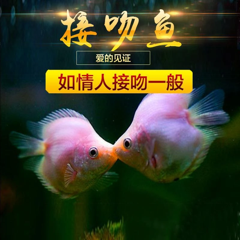 新手小型玛丽鱼包邮金鱼活鱼斗鱼接吻鱼好养淡水热带亲嘴小鱼鱼