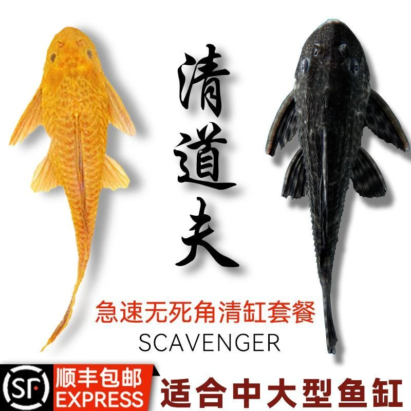 清道夫鱼缸清洁工金苔鼠鱼观赏热带淡水吃屎垃圾粪便清理藻类
