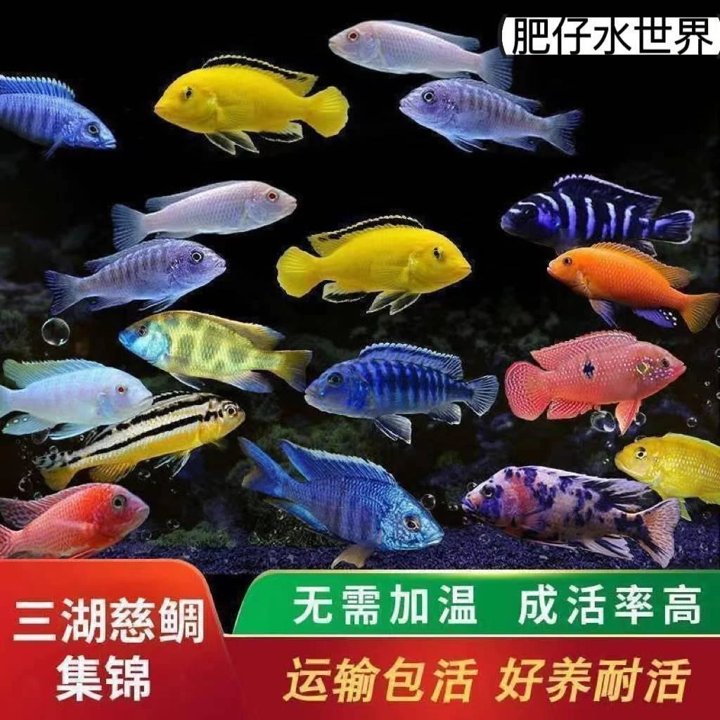 三湖慈鲷杂鲷蝴蝶鲷鱼中小型热带观赏鱼雪好养耐活七彩淡水观赏鱼