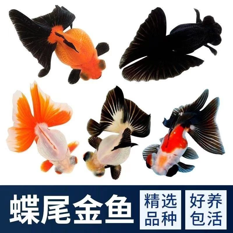 金鱼活鱼冷水观赏鱼精选蝶尾鱼观赏鱼鱼苗好养耐活