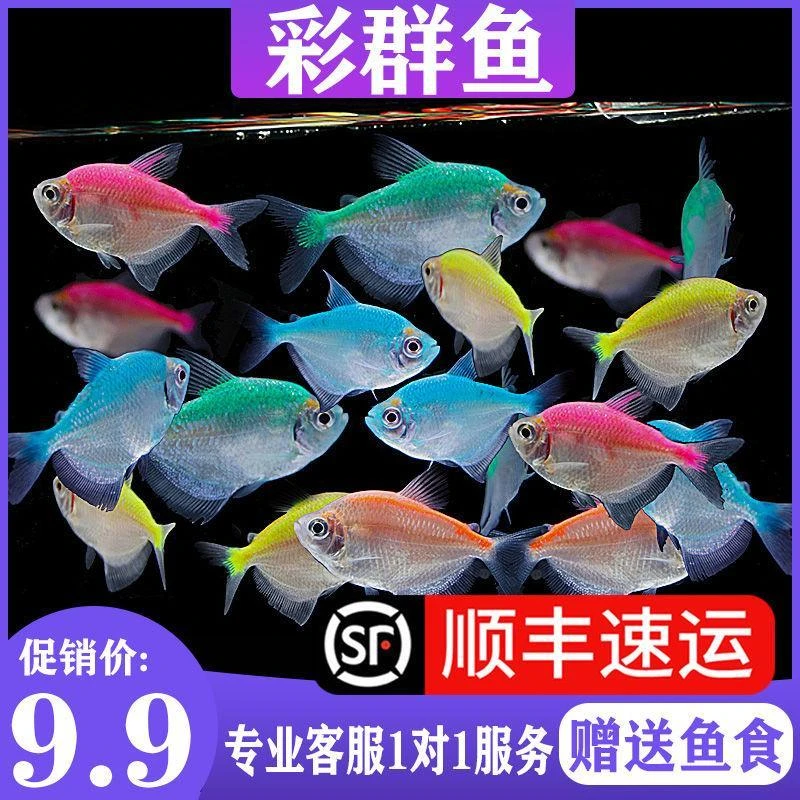彩裙鱼观赏鱼淡水鱼彩群鱼小型斑马鱼好养易活金鱼热带鱼