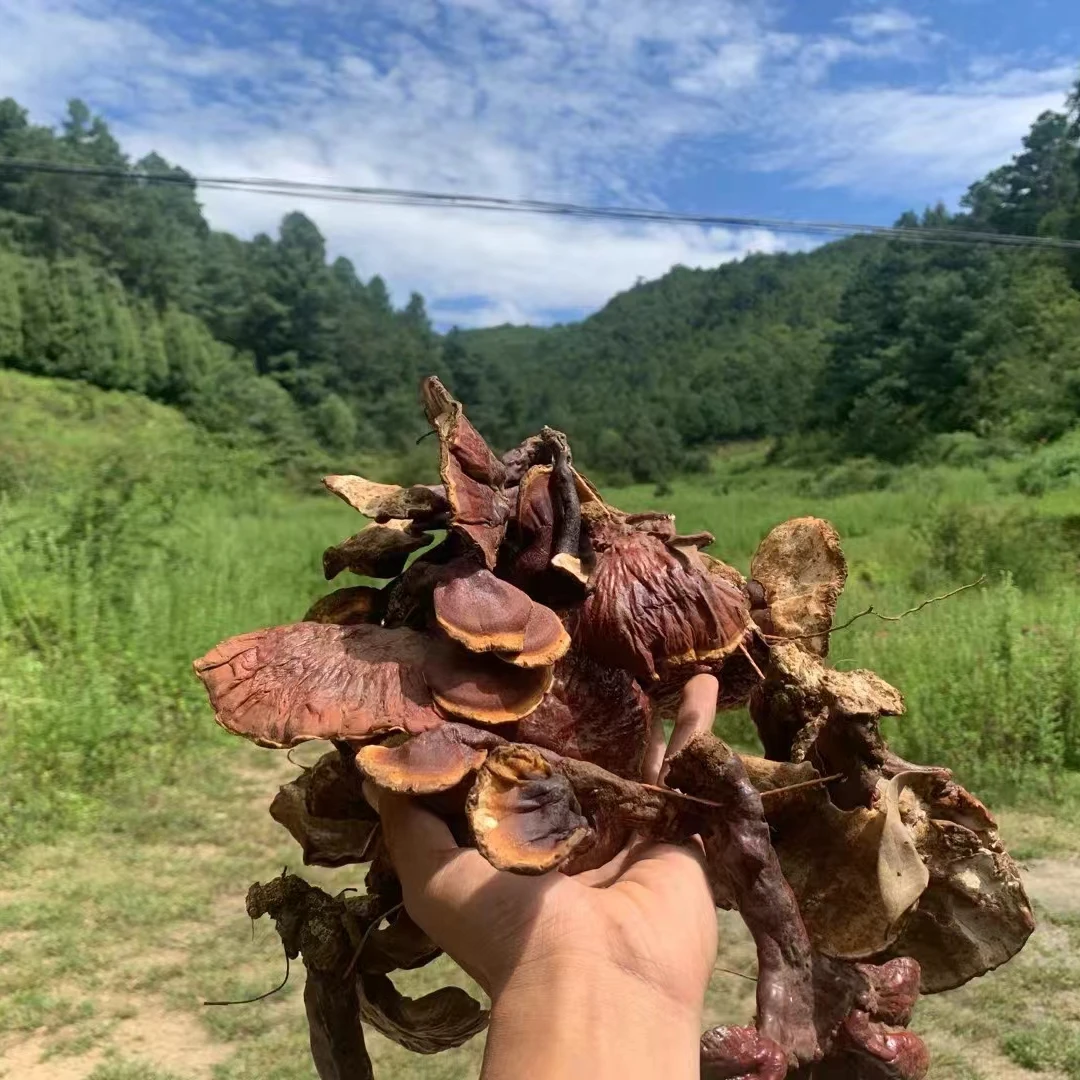 白肉灵芝、白芯灵芝、好东西煲汤100g