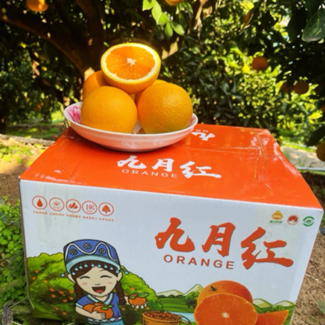 秭归九月红脐橙现摘现发