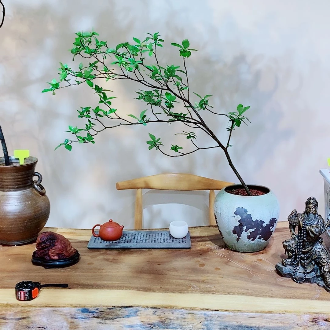 海岛栀子花室内设计