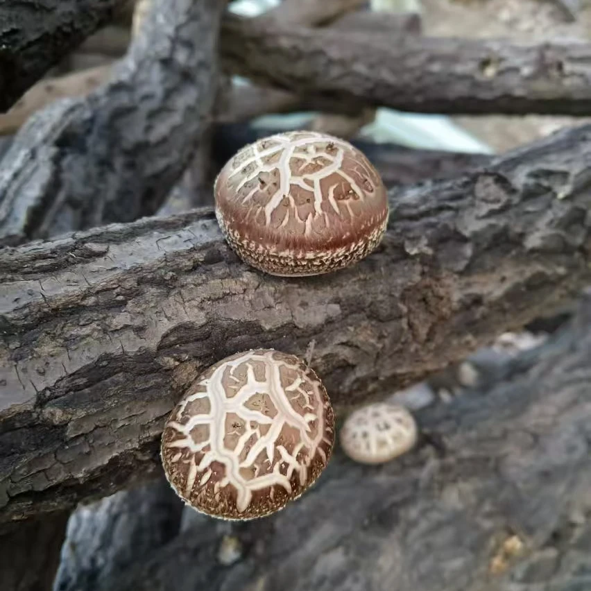 25新货野生椴木香菇茶花菇农家自种菜菇煲汤味浓