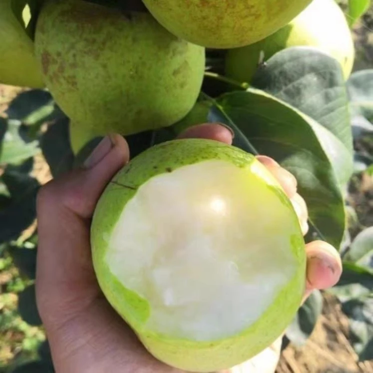 甘淼园林夏玉梨优良树苗盆栽地栽南方北方种植