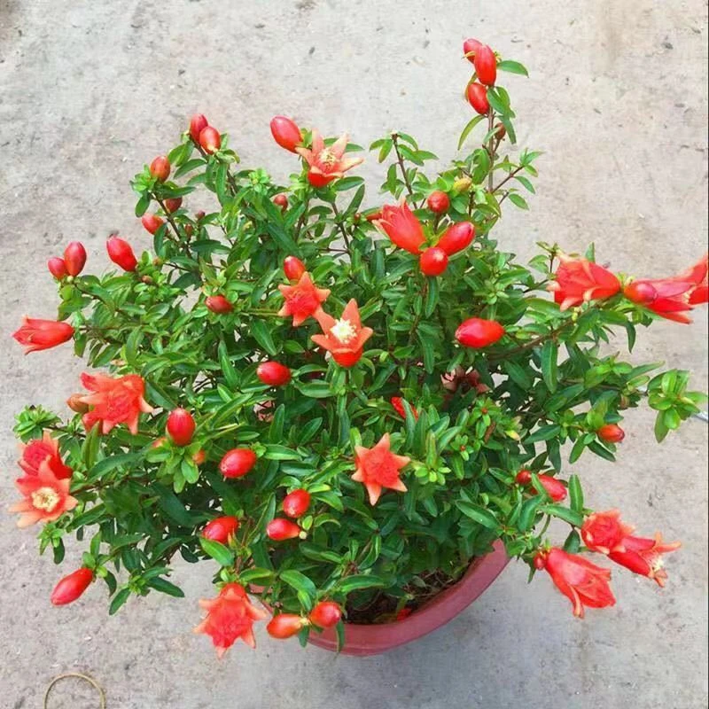 石榴花盆栽观赏石榴苗室内盆景室外庭院阳台绿植花卉