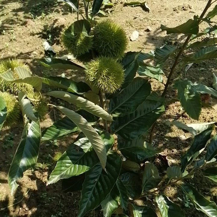 阳光果园：现挖大红袍板栗树苗基地种植南北方庭院绿化苗木耐寒