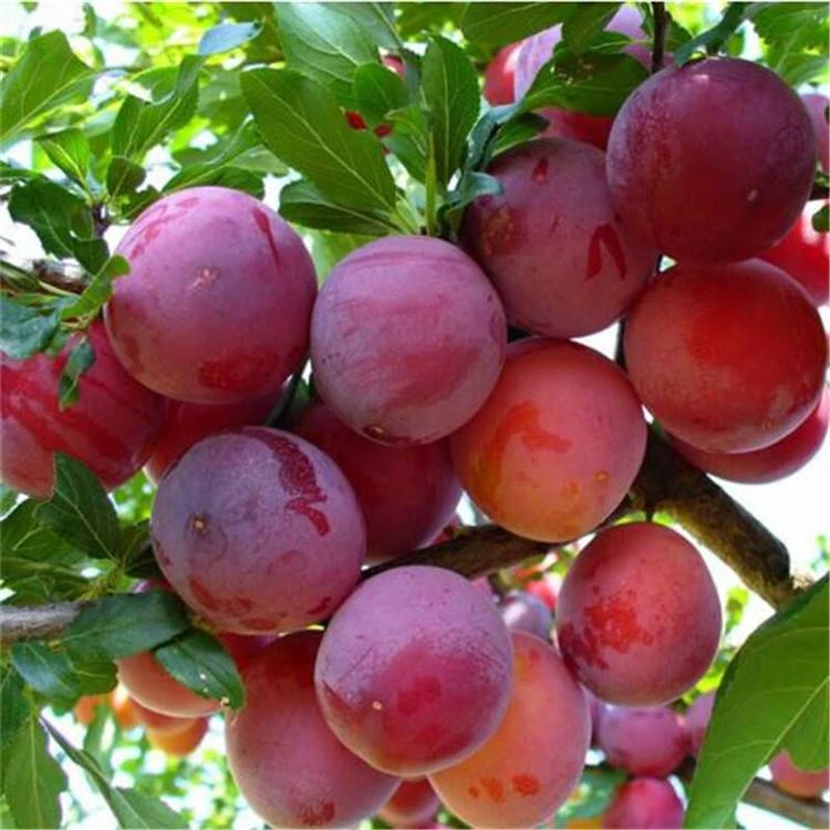 甘淼园林西梅李子树苗盆栽地栽