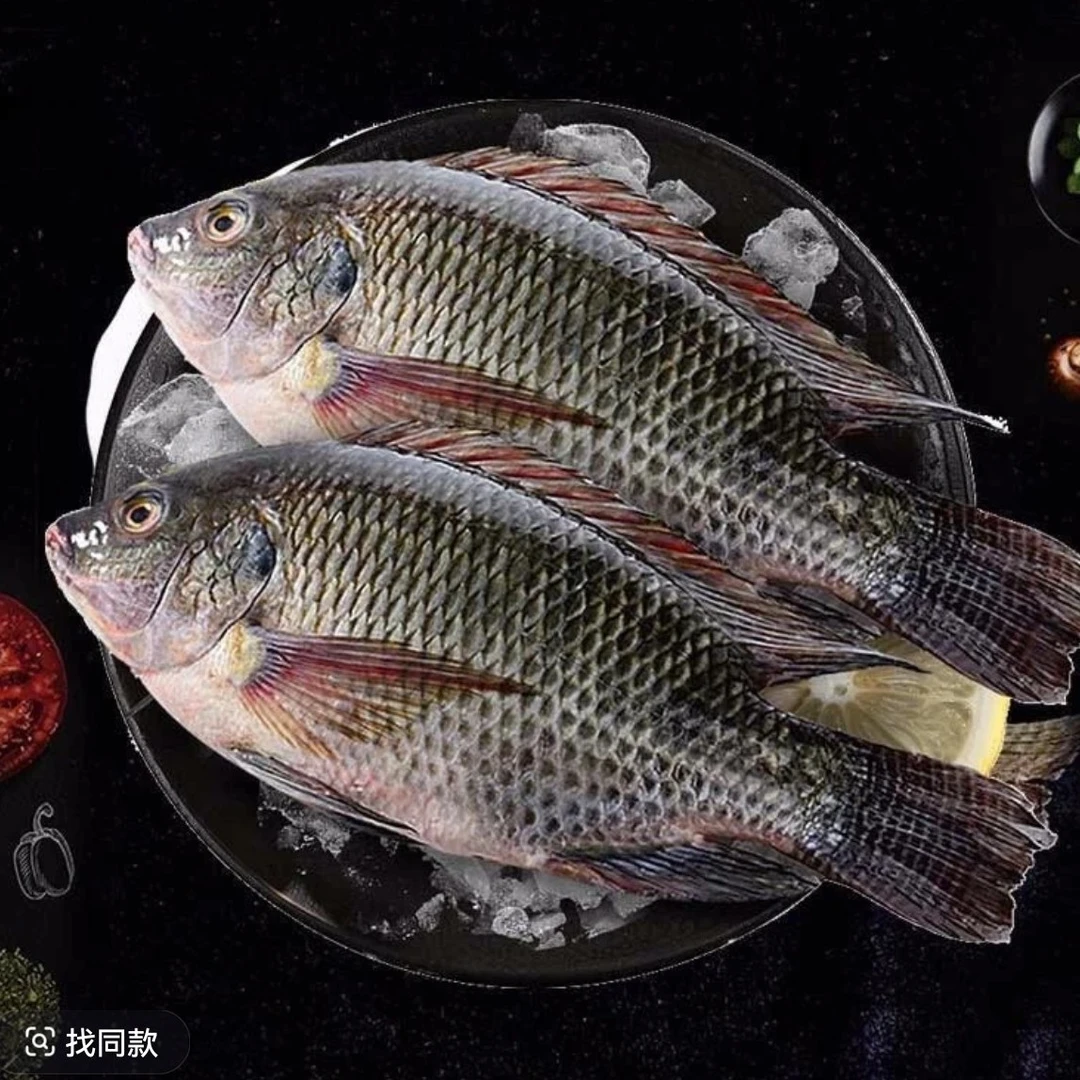 鲜活罗非鱼1.7-2斤 红烧、切块香煎、酱焖