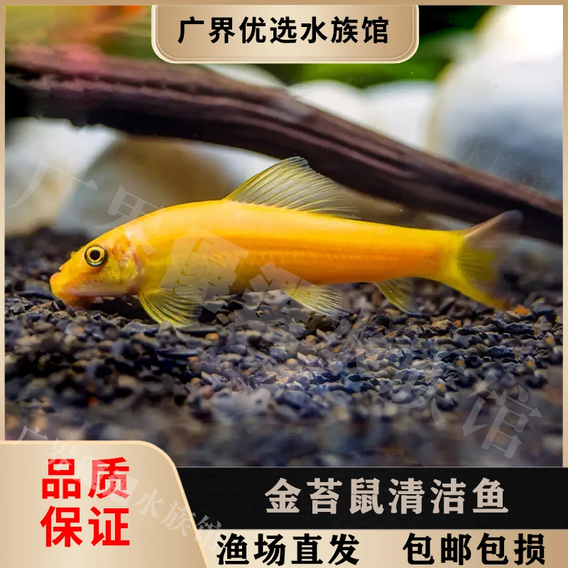 清道夫活体大号高清洁力淡水热带鼠鱼粪青吃垃圾观赏鱼绿藻苔类