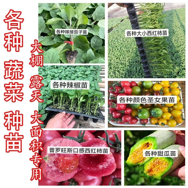 蔬菜苗西红柿苗辣椒苗嫁接黄瓜苗嫁接茄子苗甜瓜苗甘蓝花菜苗包邮