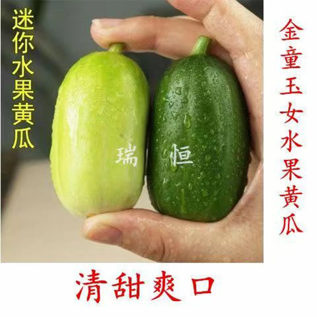 四季播拇指黄瓜金童玉女水果小黄瓜种子阳台盆栽水果黄瓜籽