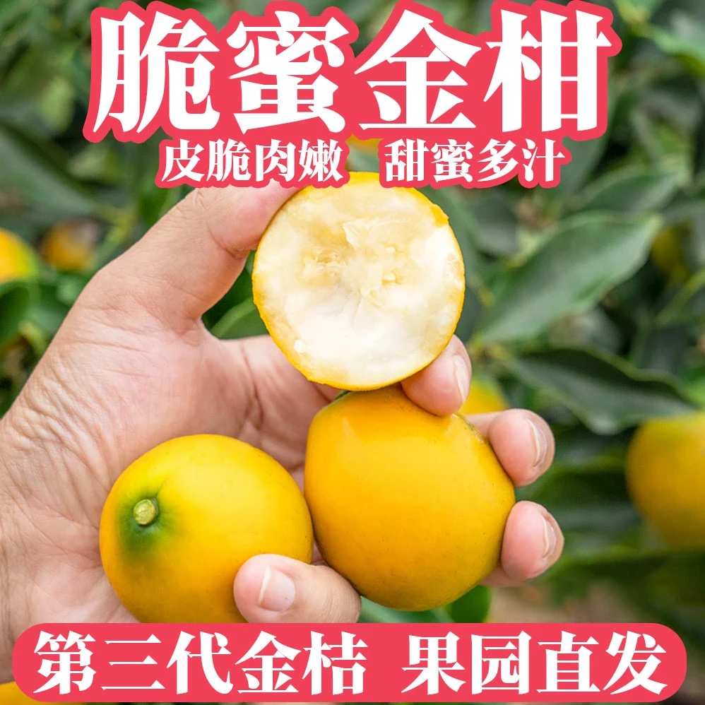 【顺丰发货家庭装】脆蜜金柑广西融安脆蜜金桔皮薄多汁现摘礼盒装