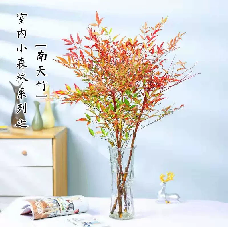 南天竹水培植物火焰红水养盆栽室内花卉鲜切枝吊钟马醉木平替植物